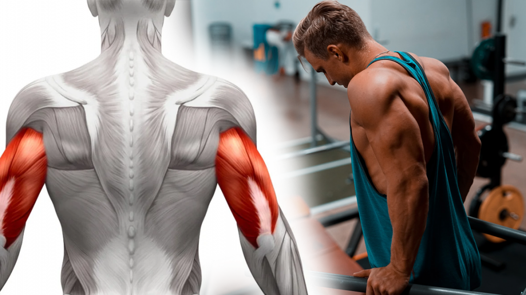Courbature triceps : que faire pour les éviter ou les soulager ?